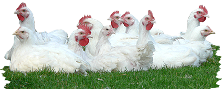 freie Hühner auf grüner Wiese